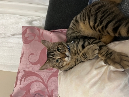 KISIR UYSAL SEVECEN EV KEDİSİ fotoğraf