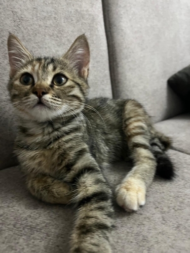 Oyuncu ve çok tatlı bir yavru fotoğraf