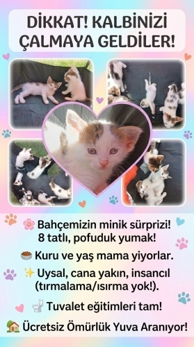 🐾 DİKKAT! KALBİNİZİ ÇALMAYA GELDİLER! 😍 fotoğraf
