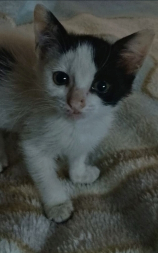 Boncuk evini arıyor fotoğraf