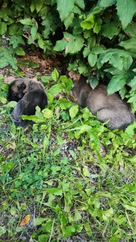 YAVRU KÖPEKLER ACİL YUVA ARIYOR fotoğraf