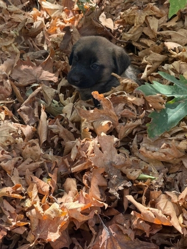 ANNESİZ YAVRU KÖPEK ACİL YUVA ARIYOR fotoğraf