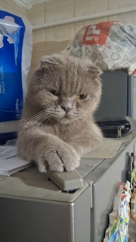 Scottish Fold Shorthair fotoğraf