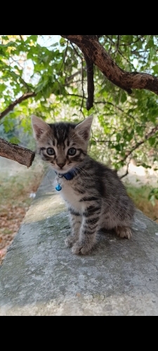 TEKİR OLMAK SUÇ MU? fotoğraf