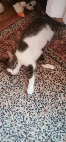 Tekir kedi oyuncu uysal sıcak yuva arıyor fotoğraf