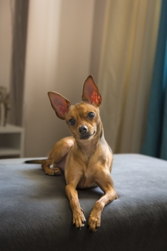 7 Yaşında, Uysal ve Sevecen Dişi Köpeğimize Ömürlük Yuva Arıyoruz fotoğraf