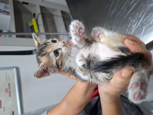 2026 MODEL 0 KM KEDİ fotoğraf