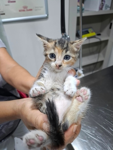 Aşırı tatlı bir yavru🧿🐱 fotoğraf