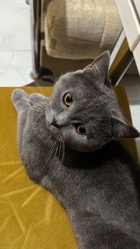 Çok sakin Bır kedi fotoğraf