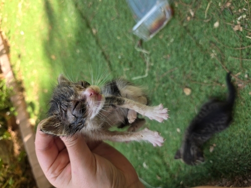 El besleme bebek kedicikler fotoğraf