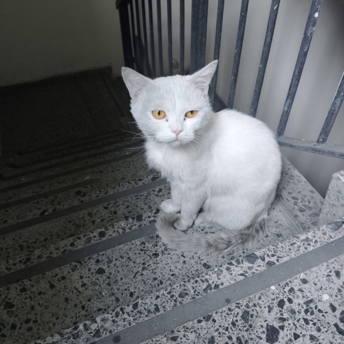 Evinden kaçıp istasyonumuza sığınmış fotoğraf