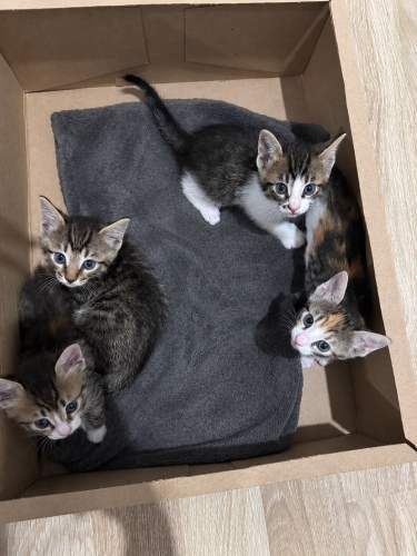 4 YAVRU KEDİ İÇİN ÖMÜRLÜK YUVA ARIYORUZ fotoğraf