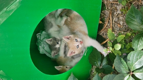 annelri birakti gitti 2 aylik fotoğraf