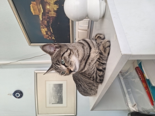 TOY'A ÖMÜRLÜK YUVA ÇOK ACİL fotoğraf