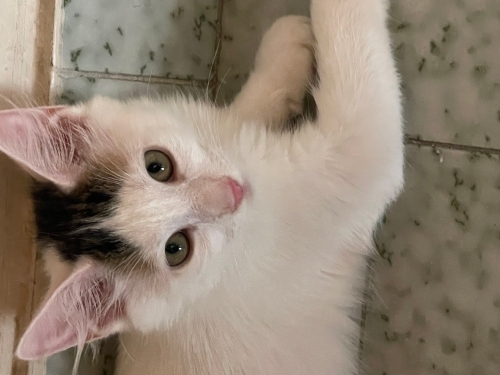 Oreo için ömürlük yuvasını arıyorum fotoğraf