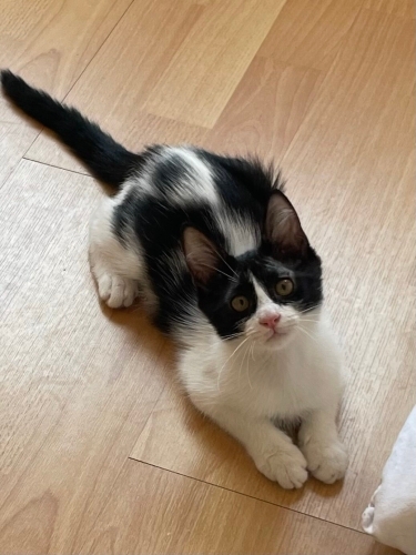 Panda için ömürlük yuvasını arıyorum fotoğraf