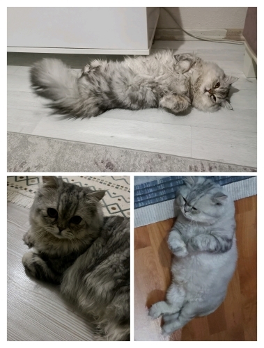PAŞA İCİN YUVA ARANIYOR fotoğraf