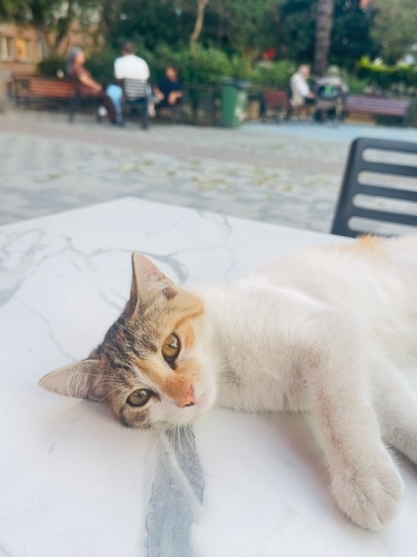 🐾 ÖMÜRLÜK YUVASINI ARIYOR 🏡🤍 fotoğraf