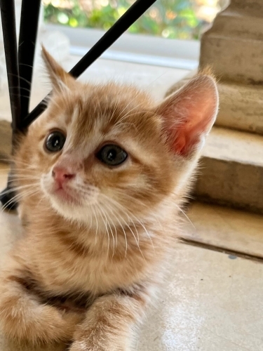 Oyuncu güzel mi güzel kediciklerim fotoğraf