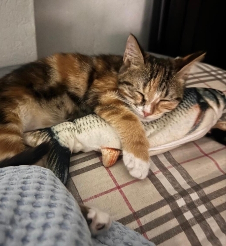 Oyuncu, sevimli , aşıları tam tekir kedi fotoğraf