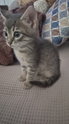 Sakin uyumlu cana yakin fotoğraf