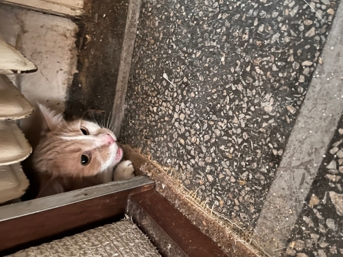 Kimsesiz kaldı. fotoğraf