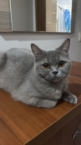Dişi british 1 yaşında fotoğraf