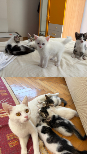 yavrularımıza yuva arıyoruz fotoğraf