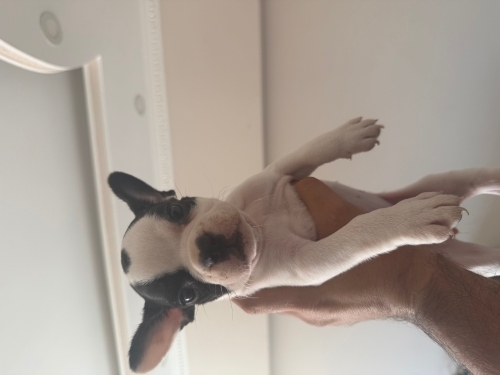 1 AYLIK FRENCH BULLDOG YAVRUSU ÜCRETSİZ YUVA fotoğraf
