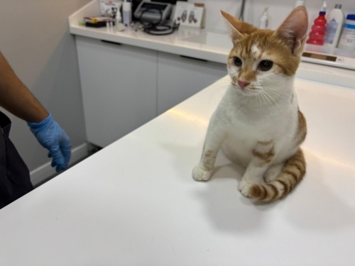 Limon ve misket yuva arıyor fotoğraf
