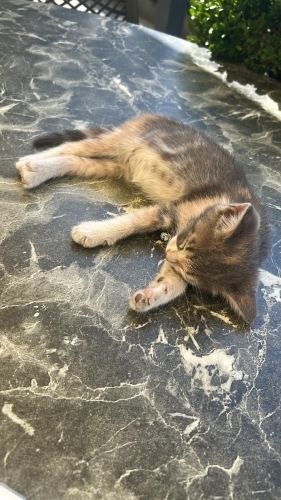 Yavru kedi sağlıklı dişi fotoğraf