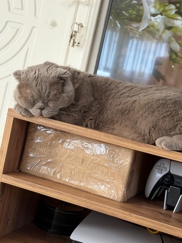 Çok sakin çok uysal çok naif korkak bi kedi hiçbir hastaligi yok fotoğraf