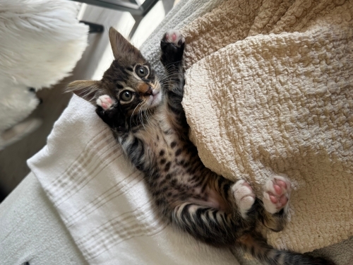 Leo 1,5 aylık Çok tatlı bir oğluş fotoğraf