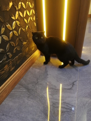 Acil erkek kısırlaştırılmış 8 aylık kedi fotoğraf
