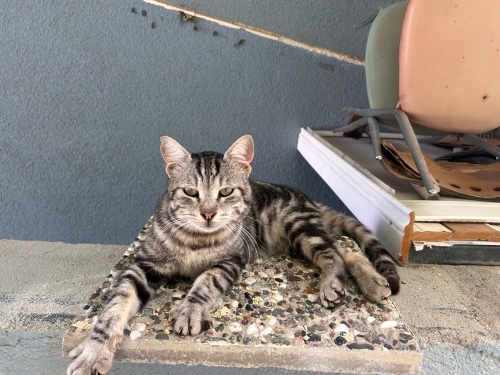 Sokağa Terk Cins Kedi, Acil Yuva🐾 fotoğraf