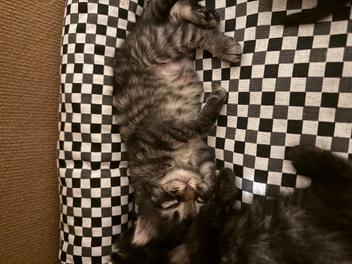 Uzun tüylü konuşkan sevimli ankaralı bebe fotoğraf