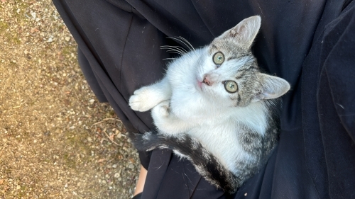 güzeller güzeli minik kız fotoğraf