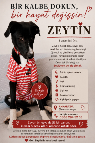 Zeytin yuva arıyor fotoğraf