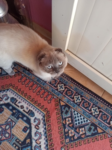 Blue Point evcil kedi fotoğraf