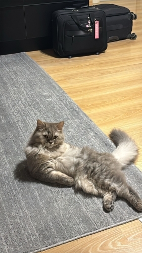 Acil yuva sahiplendirme fotoğraf