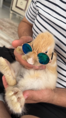 Cana yakın tatlı Karamelim fotoğraf