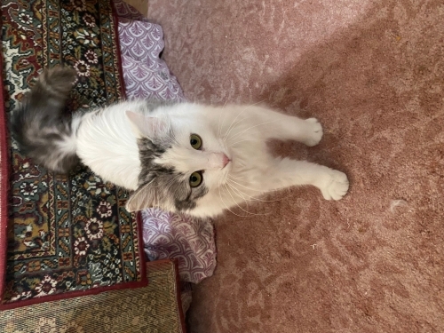 ÇAKIL ÖMÜRLÜK YUVASINI BEKLİYOR ACİL! fotoğraf