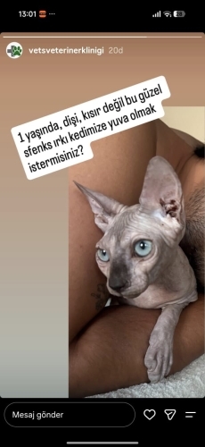 1 yasinda sfenks irki kisir degil fotoğraf