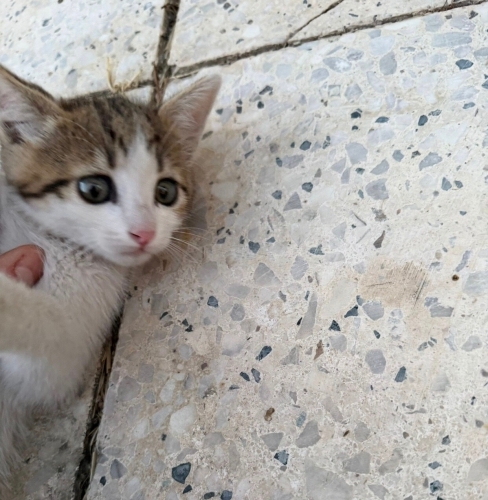 Ferit’e çok acil yuva arıyoru fotoğraf
