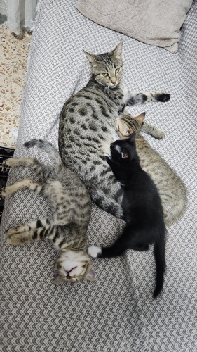 Üç kardeş ve anne kediye geçici yuva ( 3 aylığına) fotoğraf