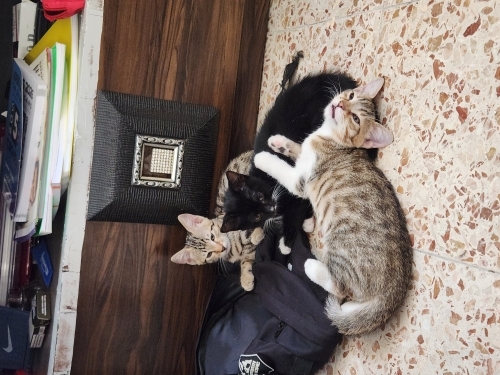 Üç kardeş sevgi dolu ailesini arıyor. fotoğraf