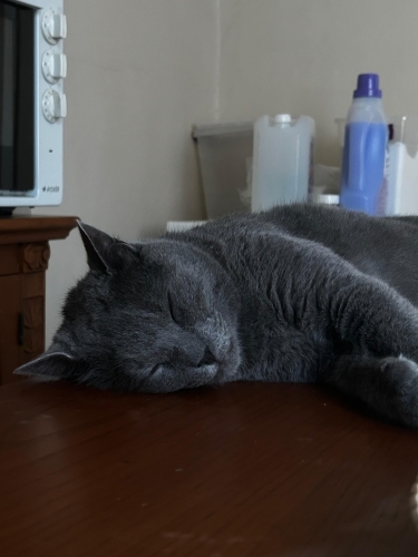 Rus mavisi cinsi dişi kedi fotoğraf