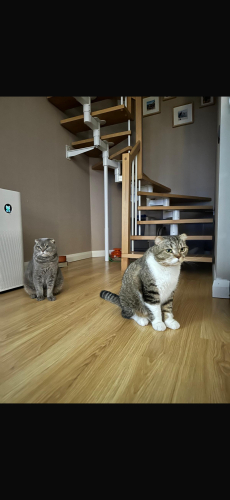 İki yavrumuza yuva arıyoruz fotoğraf