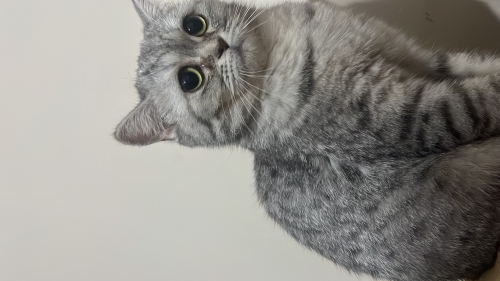 2 Yaşında Kısır Dişi British Shorthair Şila Ücretsiz fotoğraf