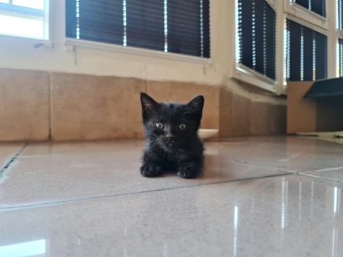 Tekir Siyah Kedi fotoğraf